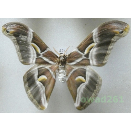 Samia cynthia (Drury, 1773) male ex. ovo China 105mm42k